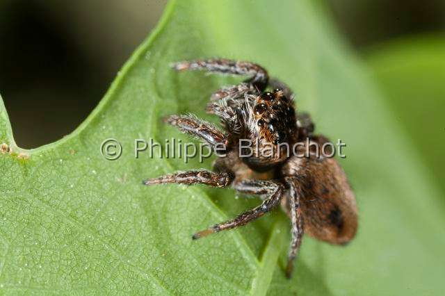 Salticidae_9901.JPG - France, Araneae, Salticidae, Araignée sauteuse ou Saltique (Evarcha sp), Jumping spider